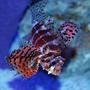 saltwater fish - dendrochirus brachypterus - fuzzy dwarf lionfish stocking in 150 gallons tank - Fuzzy Dwarf Lionfish