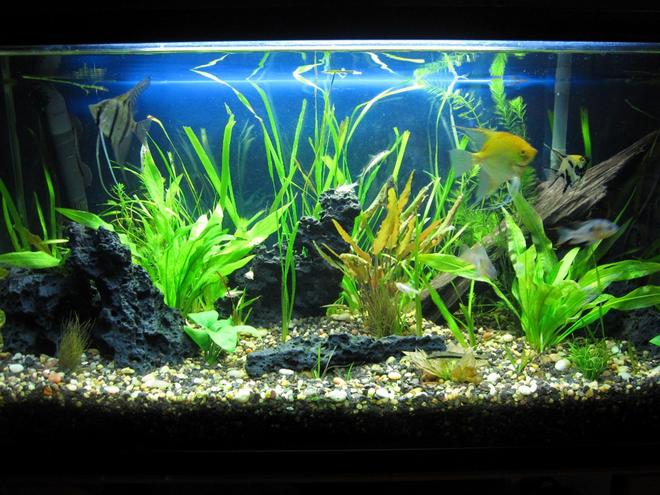 40 gallons planted tank (mostly live plants and fish) - my 40 gallon freshwater planted