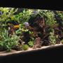 fish tank picture - 180 Gallon Side View