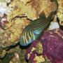 saltwater fish - gobiodon atrangulatus - clown goby, green stocking in 20 gallons tank - Green Clown Goby