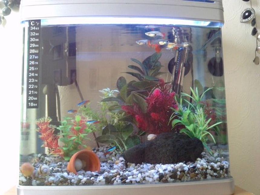 Rated #3006: 3 Gallons Freshwater Fish Tank - my mini 16 litre tropical fresh water tank
4 neons, 5 guppies, 10 apple snails