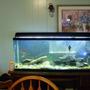 55 gallons freshwater fish tank (mostly fish and non-living decorations) - My 55g