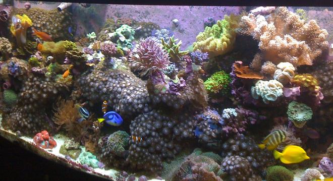 180 gallons reef tank (mostly live coral and fish) - a pic