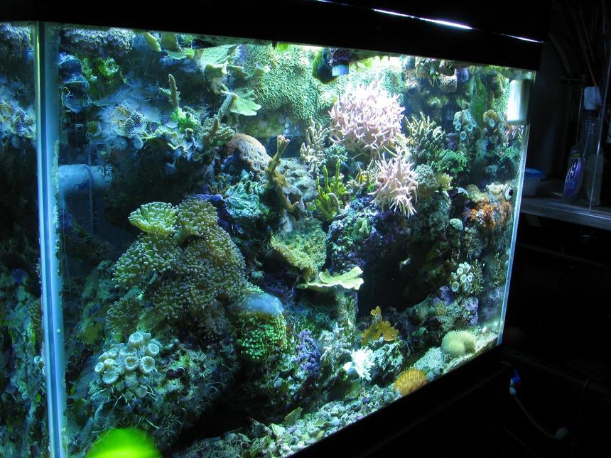 Rated #45: 65 Gallons Reef Tank - ckoral reef