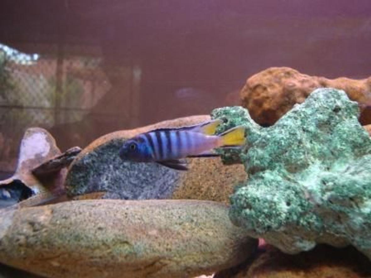 freshwater fish - pseudotropheus sp. - mpanga elongatus stocking in 78 gallons tank - 12 month old cichlid i raised -4 foot tank