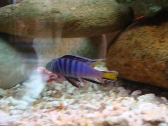 freshwater fish - metriaclima sp. - chilumba zebra stocking in 78 gallons tank - cichlid i raised
-4 foot tank