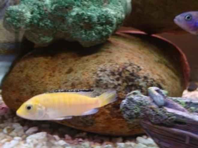 freshwater fish - labidochromis caeruleus - electric yellow cichlid stocking in 78 gallons tank - yound female electric yellow
-4 foot tank