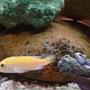 freshwater fish - labidochromis caeruleus - electric yellow cichlid stocking in 78 gallons tank - yound female electric yellow -4 foot tank