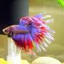 freshwater fish - betta splendens - crown tail betta stocking in 5 gallons tank - Betta 3