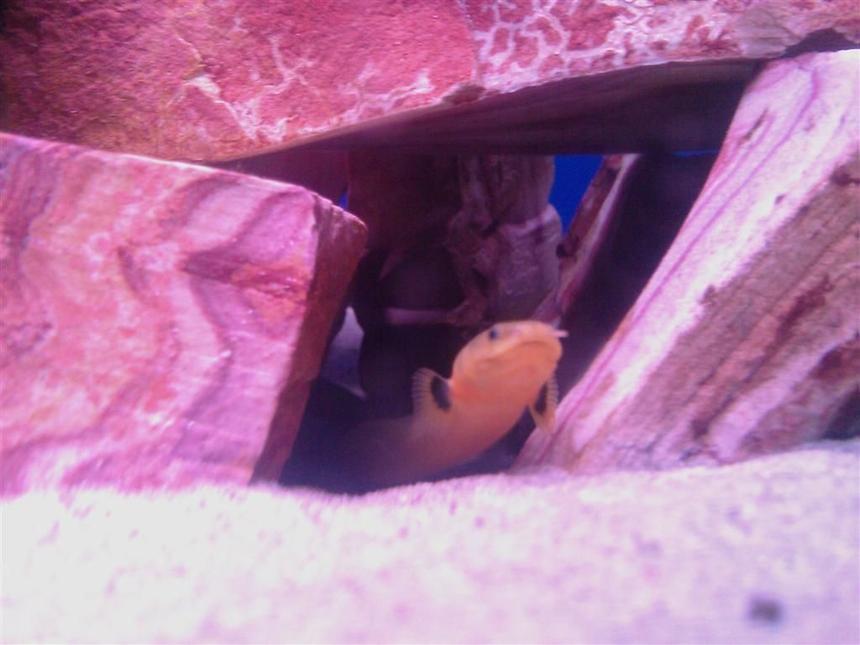 Rated #101: Freshwater Fish - Erpetoichthys Calabaricus - Rope Fish Stocking In 60 Gallons Tank - My 11 1/2 inches  rope fish
Snakey
he and his companion snakey Jr. currently he / she is 10 3/4inches, in there cave.
they are in a 60 gal mbuna tank.
yes mbuna. i no what u may be thinking but, they have bin in that tank for 2 months and the cichlids don't even notice them.