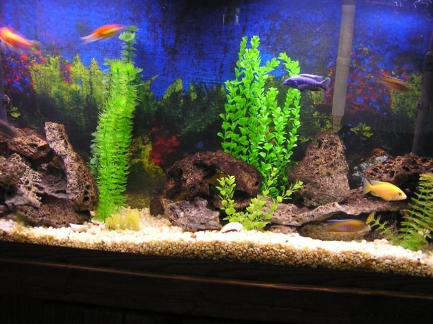 Rated #1808: 60 Gallons Freshwater Fish Tank - 60 gallon cichlid tank