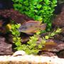 freshwater fish stocking in 60 gallons tank - Another picture of my tank