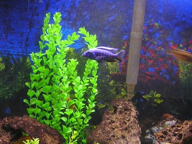freshwater fish - sciaenochromis fryeri - electric blue hap stocking in 60 gallons tank - electric blue