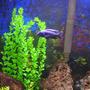 freshwater fish - sciaenochromis fryeri - electric blue hap stocking in 60 gallons tank - electric blue