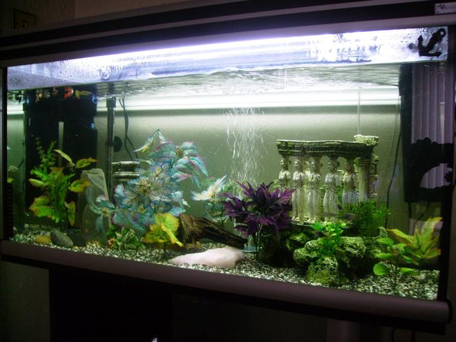 20 gallons freshwater fish tank (mostly fish and non-living decorations) - my new tank