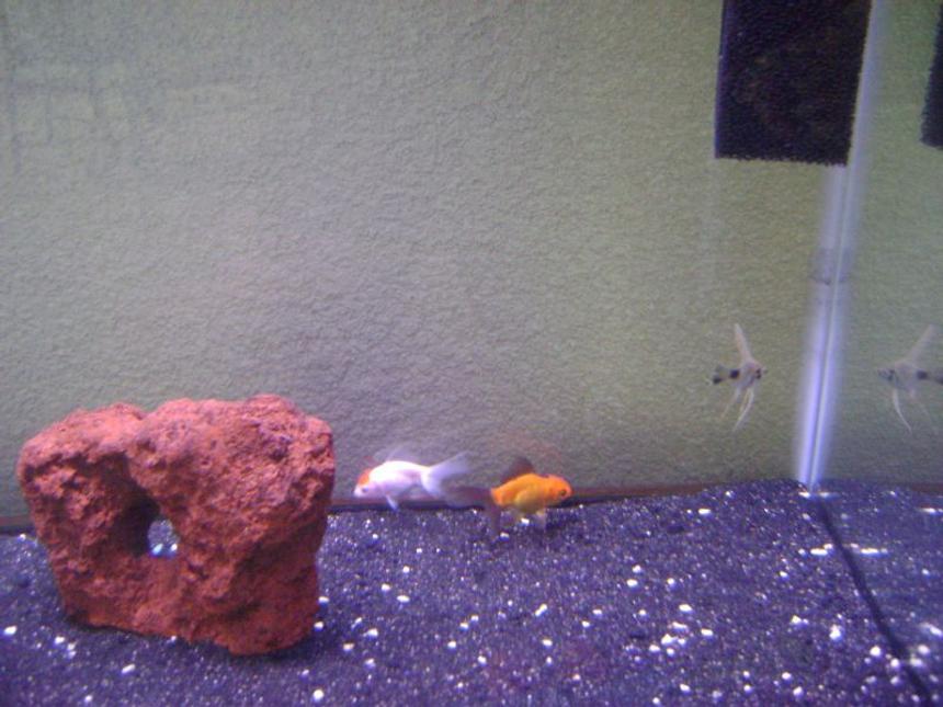 Rated #263: Freshwater Fish - Carassius Auratus - Red Oranda Goldfish Stocking In 30 Gallons Tank - My new tank 30 gallons Zoo Med Power Sweep and Aquaclear 30 Power Filter, it has black sand with some white crushed coral, 1 Red Lava Stone planning on adding more decorations.
Fish: 2 Orandas, 1 Angelfish... more to come!