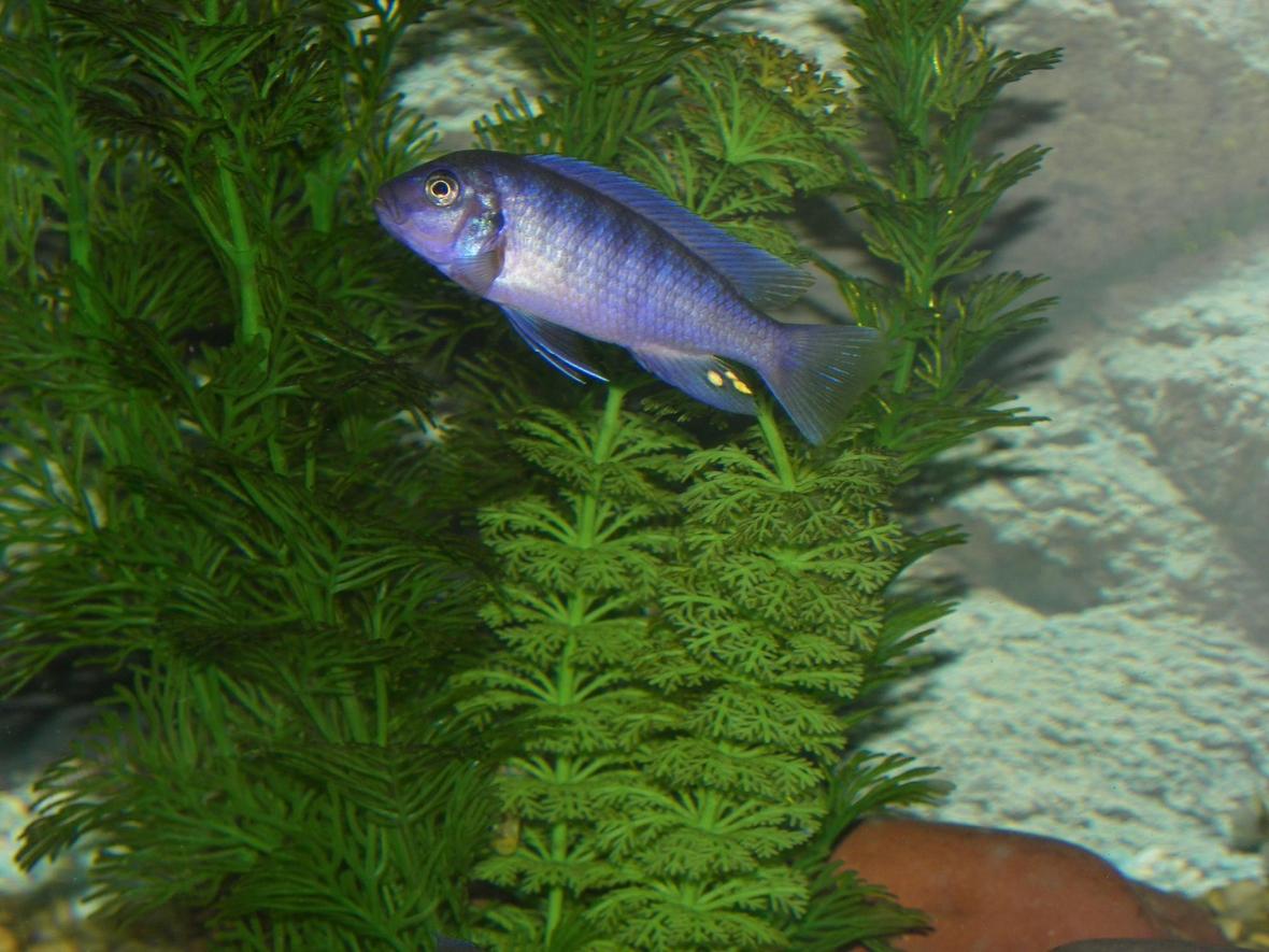 freshwater fish - metriaclima callainos - cobalt blue zebra cichlid stocking in 75 gallons tank - One of the Blue Cichlids in my 75 gal tank