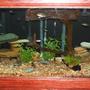 120 gallons freshwater fish tank (mostly fish and non-living decorations) - overall tank shot