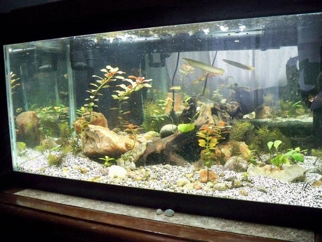 20 gallons planted tank (mostly live plants and fish) - Frontal View of Tank. Birchir can be seen looking for food/attention.