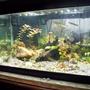 20 gallons planted tank (mostly live plants and fish) - Frontal View of Tank. Birchir can be seen looking for food/attention.