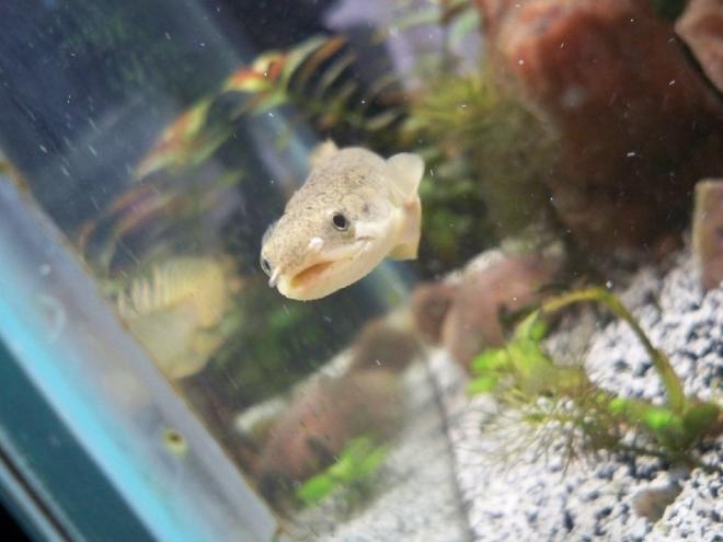 saltwater fish - diodon holocanthus - porcupine puffer stocking in 20 gallons tank - birchir