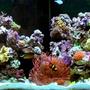 120 gallons reef tank (mostly live coral and fish) - new tank set up