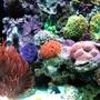 fish tank picture - favorites