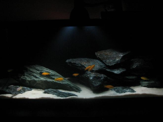 75 gallons freshwater fish tank (mostly fish and non-living decorations) - mbuna