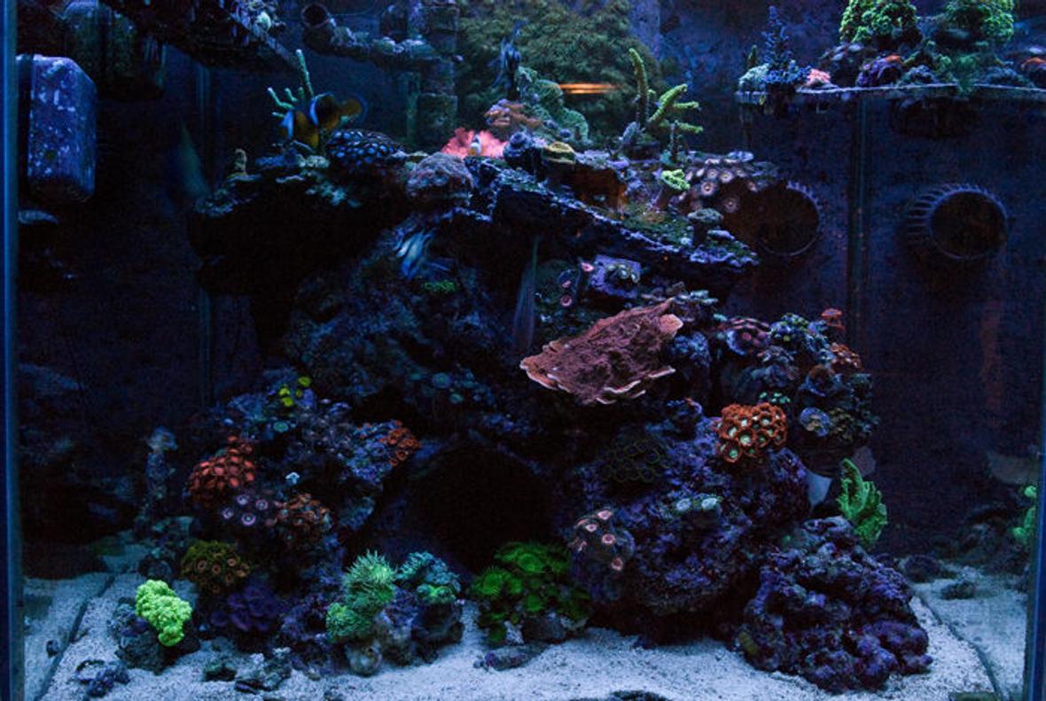 fish tank picture - FTS