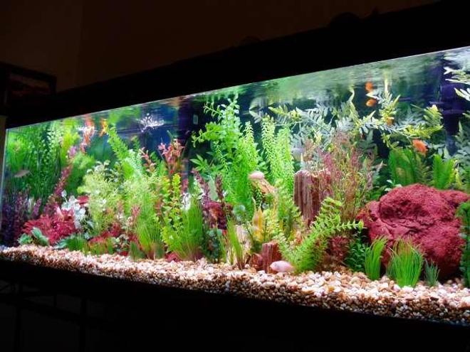 126 gallons freshwater fish tank (mostly fish and non-living decorations) - 126 gallon
