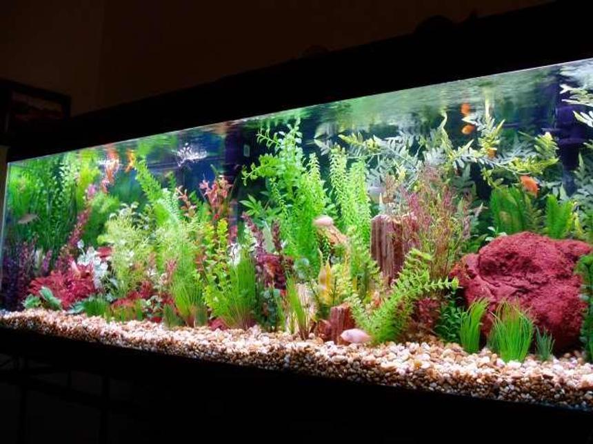 Rated #957: 126 Gallons Freshwater Fish Tank - 126 gallon