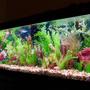 126 gallons freshwater fish tank (mostly fish and non-living decorations) - 126 gallon