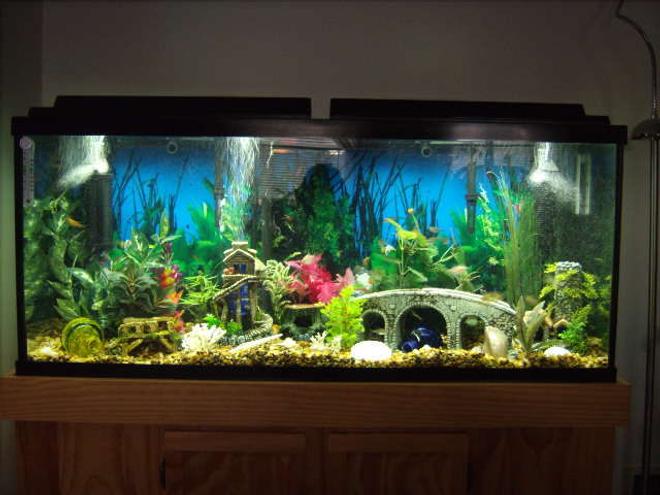 55 gallons freshwater fish tank (mostly fish and non-living decorations) - 55 gallon Tetra Tank