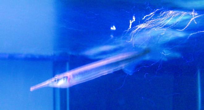 freshwater fish - xenentodon cancila - needle nose gar stocking in 45 gallons tank - Needle Nose Gar