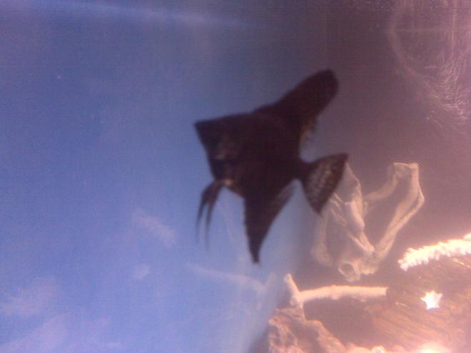 freshwater fish - pterophyllum sp. - black angel stocking in 70 gallons tank - Black angelfish