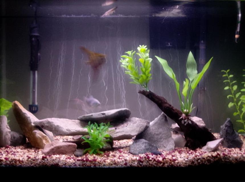 Rated #2137: 45 Gallons Freshwater Fish Tank - 45 Gallon Tank - Flat River Rock/ Slabs - Artificial Plants - Asiatic Knifefish, African Rope Fish, Needle Nose Gar, Blue Gourami, Angelfish, Catfish, Kribensis Cichlids