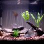 45 gallons freshwater fish tank (mostly fish and non-living decorations) - 45 Gallon Tank - Flat River Rock/ Slabs - Artificial Plants - Asiatic Knifefish, African Rope Fish, Needle Nose Gar, Blue Gourami, Angelfish, Catfish, Kribensis Cichlids