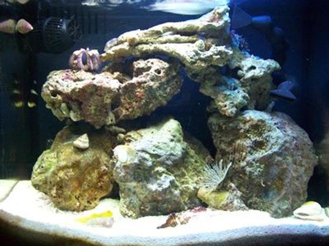 20 gallons saltwater fish tank (mostly fish, little/no live coral) - 20 Gallon Nano Tank Updated Picture.