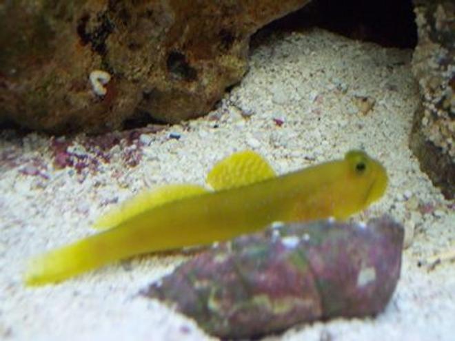 saltwater fish - cryptocentrus cinctus - yellow watchman goby stocking in 20 gallons tank - Yellow Watchmen Goby
