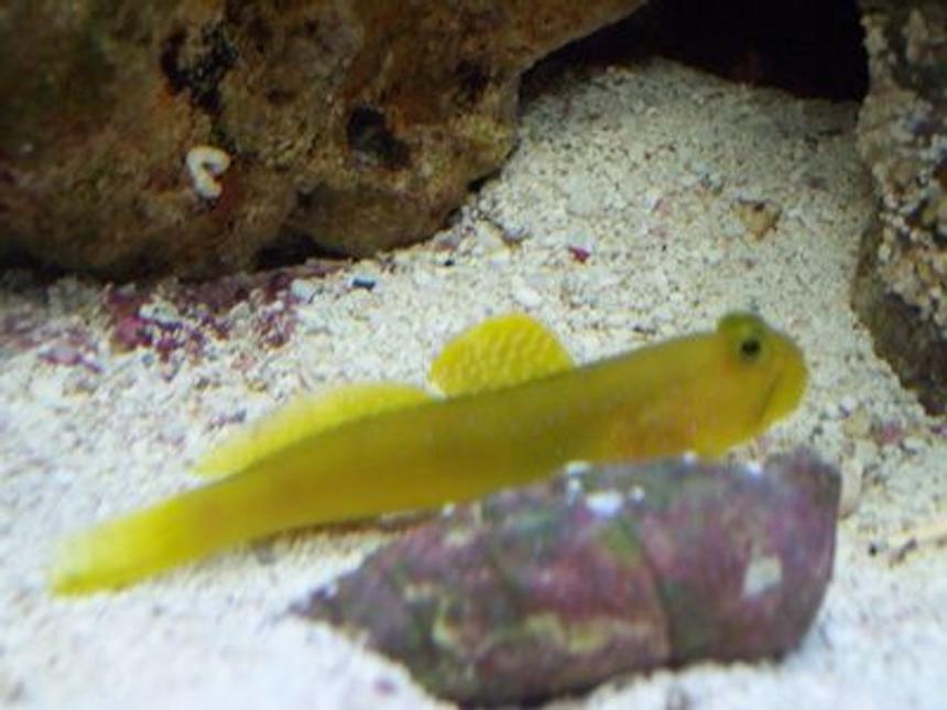 Rated #58: Saltwater Fish - Cryptocentrus Cinctus - Yellow Watchman Goby Stocking In 20 Gallons Tank - Yellow Watchmen Goby