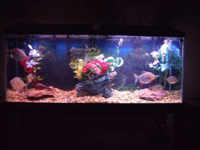 55 gallons freshwater fish tank (mostly fish and non-living decorations) - Silver Dollar tank 55 gallon