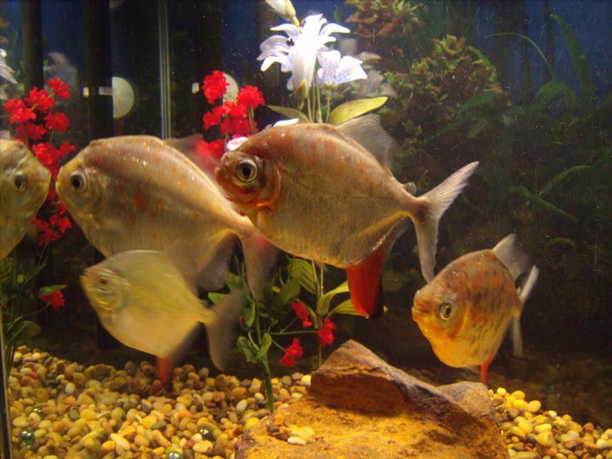 Rated #1861: Freshwater Fish - Metynnis Argenteus - Silver Dollar Stocking In 55 Gallons Tank - Silver Dollars