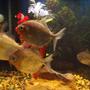 freshwater fish - metynnis argenteus - silver dollar stocking in 55 gallons tank - Silver Dollars