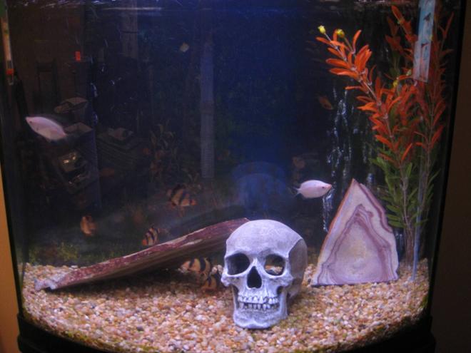 30 gallons freshwater fish tank (mostly fish and non-living decorations) - 30 gallons, 2 Clown Loaches, 3 Tiger Barbs, 2 Pink Kissing Gouramis, and an Albino Shark
