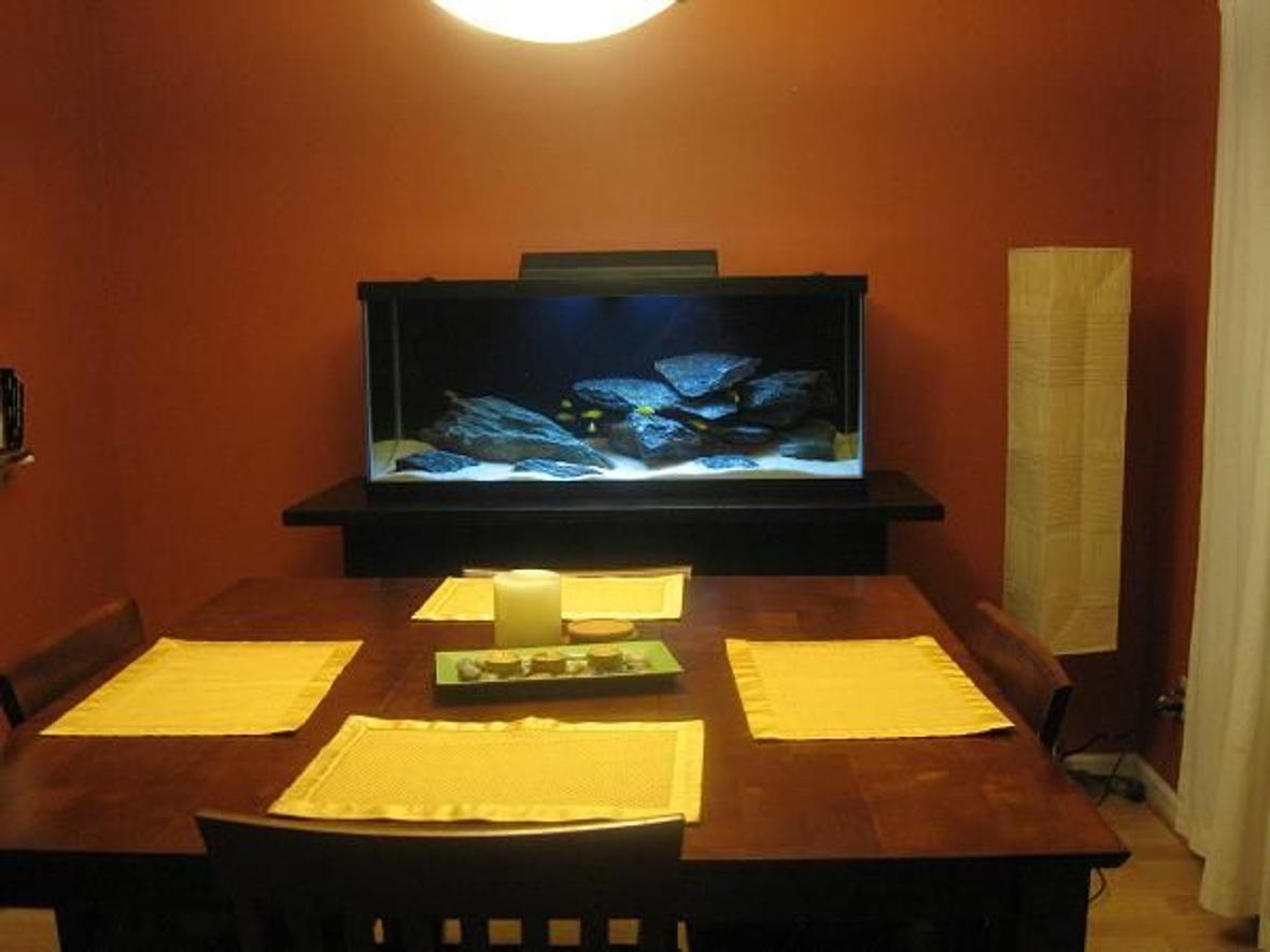 75 gallons freshwater fish tank (mostly fish and non-living decorations) - dining room entertainment