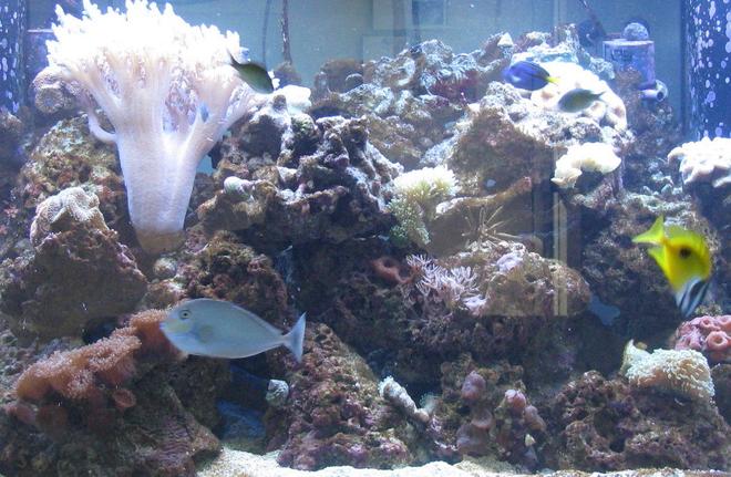 saltwater fish - naso vlamingii - vlamingii tang stocking in 500 gallons tank - 9 month mark on the tank