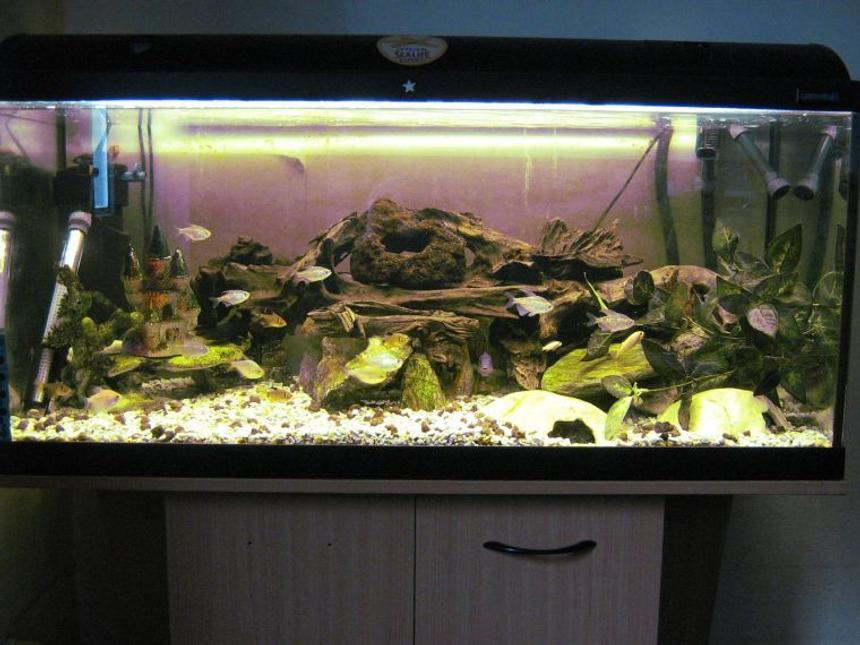 Rated #1566: 45 Gallons Freshwater Fish Tank - FFA Community Tank
