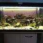 45 gallons freshwater fish tank (mostly fish and non-living decorations) - FFA Community Tank