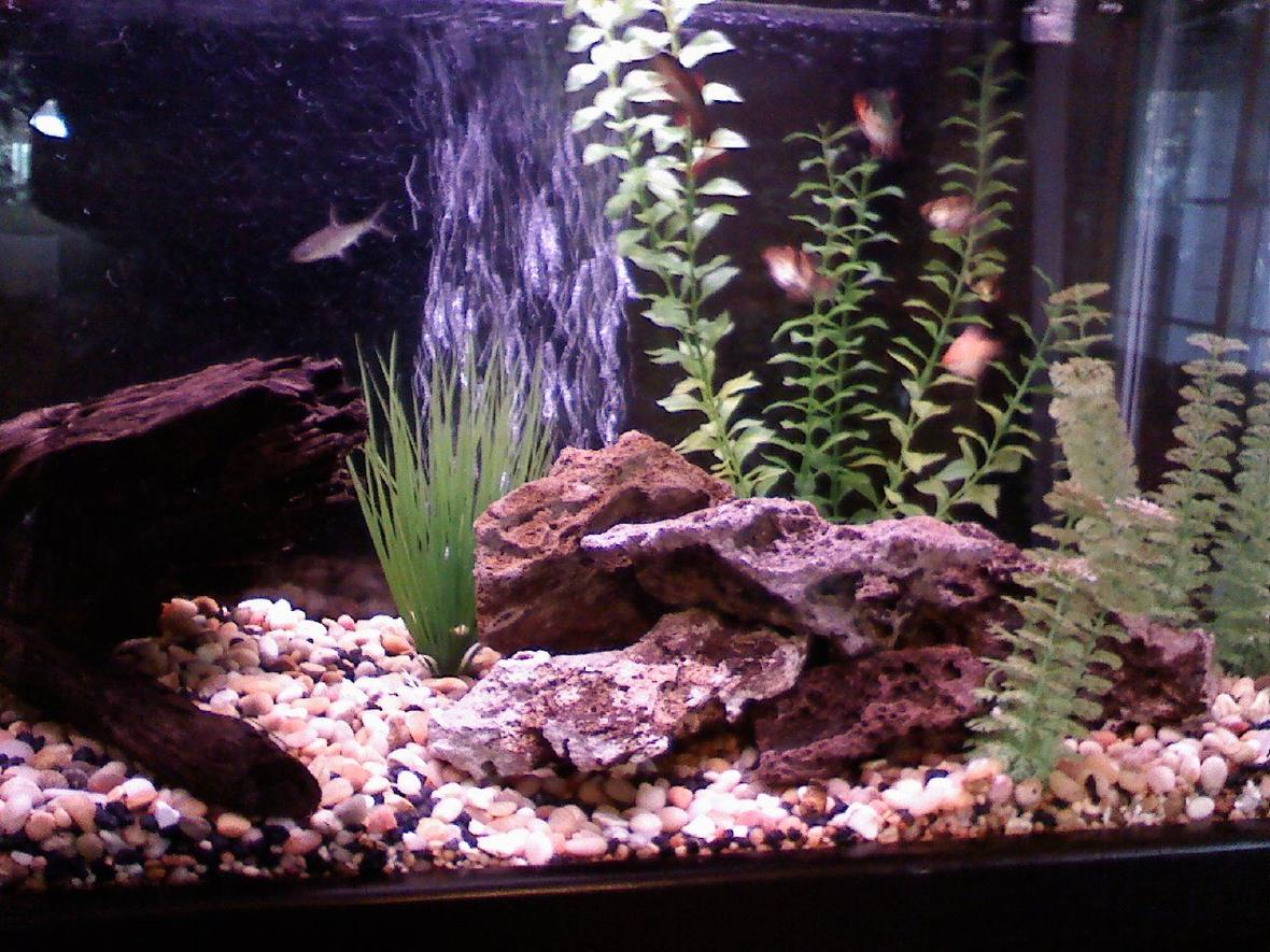 29 gallons freshwater fish tank (mostly fish and non-living decorations) - changed to a black background and rearranged the driftwood