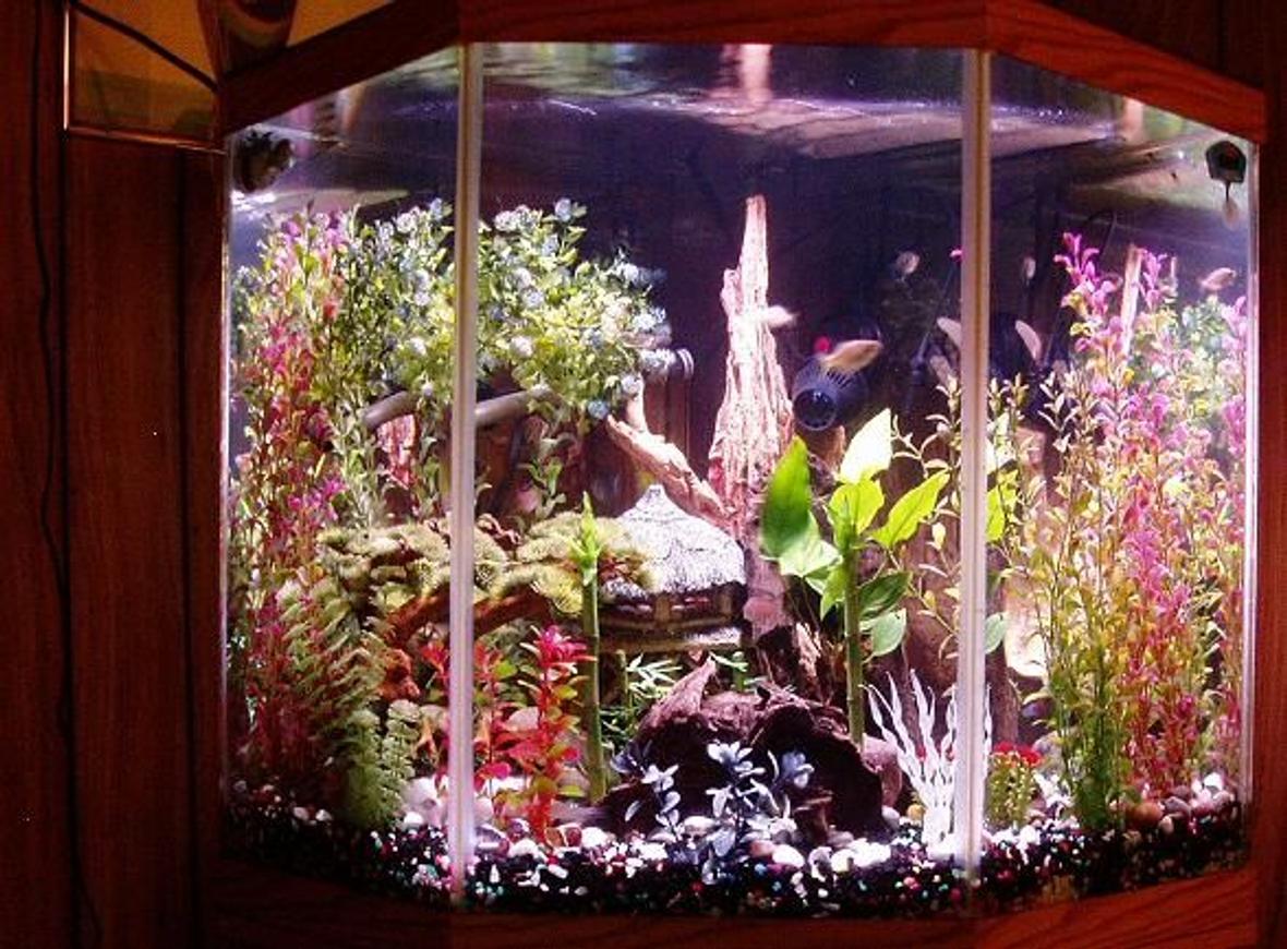 44 gallons freshwater fish tank (mostly fish and non-living decorations) - 44 Gallon corner pentagon tank.